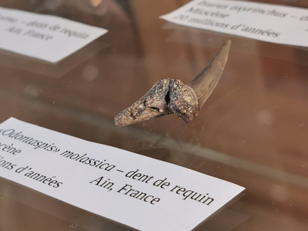 Shark tooth at the LSG Lab exposition. Geneva, 25.05.2024.