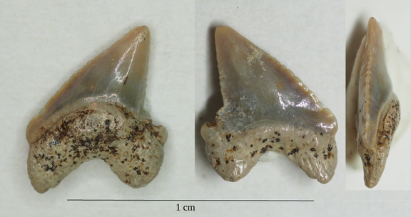 Palaeoanacorax pamiricus Glikman, 1971