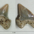 Palaeoanacorax pamiricus Glikman, 1971