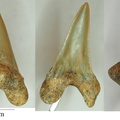 Cretoxyrhina denticulata (Glikman, 1957a)