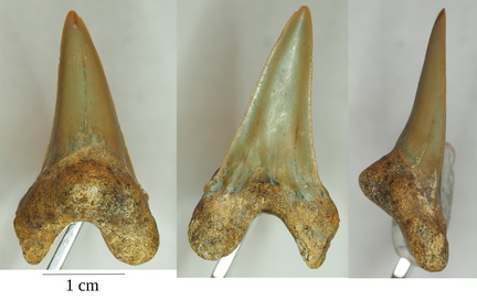 Cretoxyrhina denticulata (Glikman, 1957a)