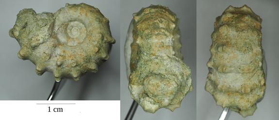 Douvilleiceras mammillatum ammonite