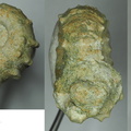 Douvilleiceras mammillatum ammonite