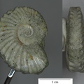 Leymeriella tardefurcata ammonite