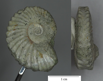 Leymeriella tardefurcata ammonite