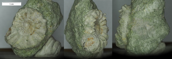 Leymeriella rudis ammonite