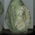 Leymeriella rudis ammonite