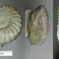 Leymeriella tardefurcata intermedia