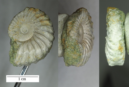 Leymeriella tardefurcata intermedia