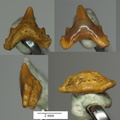 Protoscyliorhinus sp.