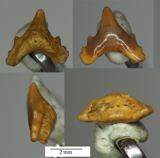 Protoscyliorhinus sp.