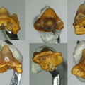 Heterodontus canaliculatus