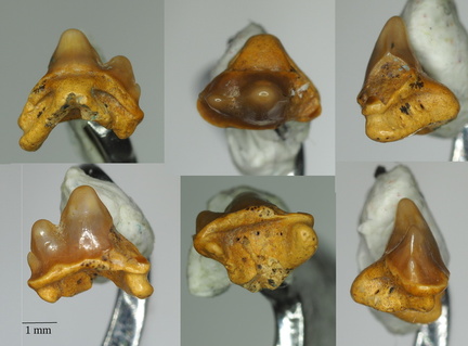 Heterodontus canaliculatus