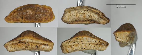 Heterodontus canaliculatus lateral tooth