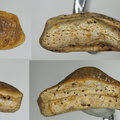 Heterodontus canaliculatus lateral tooth