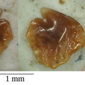 Cretascymnus sp.