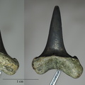 Isurus retroflexus