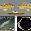 Hexanchus sp. (cow shark) lower tooth