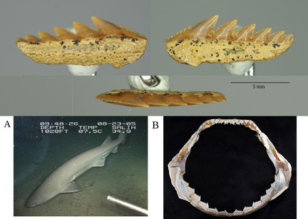 Hexanchus sp. (cow shark) lower tooth