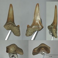 Cretolamna appendiculata