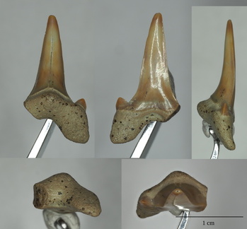 Cretolamna appendiculata