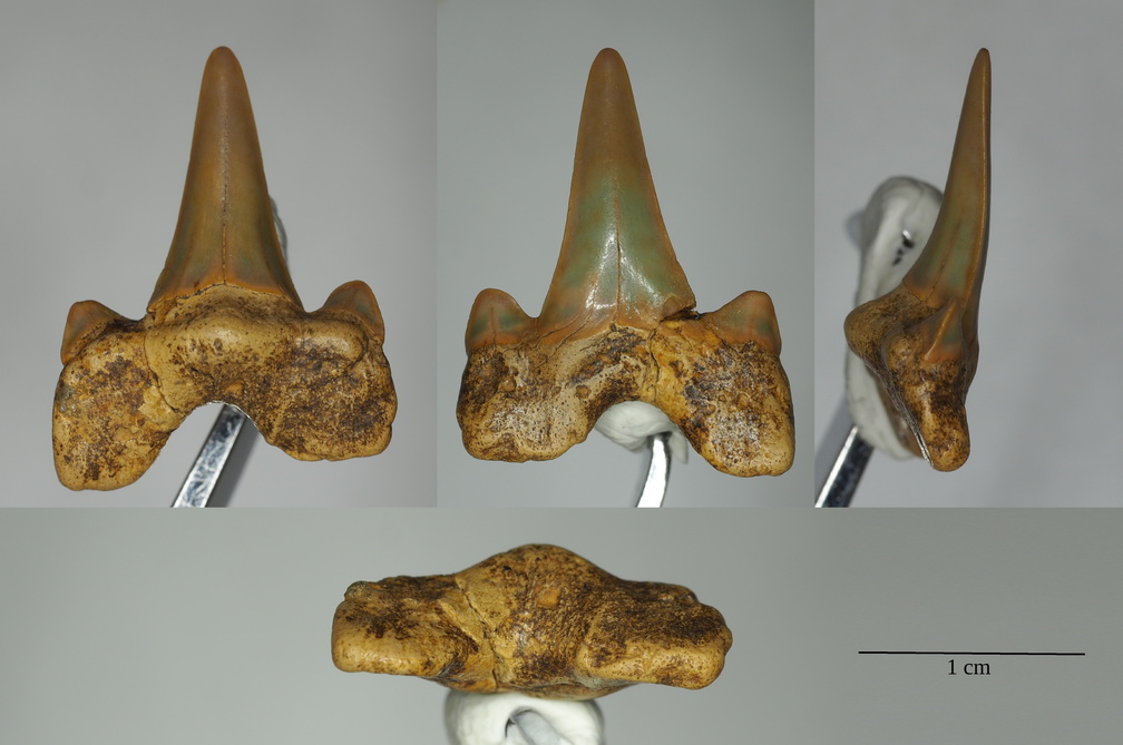 Cretolamna Cretalamna appendiculata