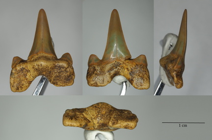 Cretolamna appendiculata