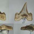 Cretolamna sp.
