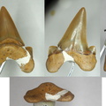 Cretolamna sp.