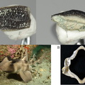 Heterodontus sp. lateral tooth