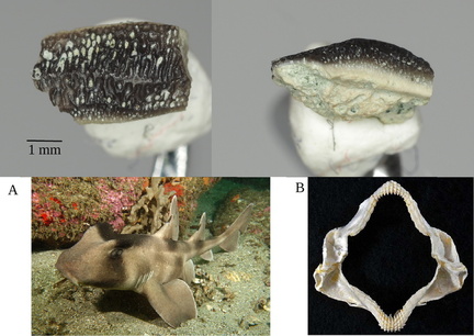 Heterodontus sp. lateral tooth