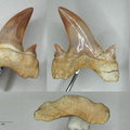 Otodus minor