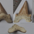 Otodus obliquus