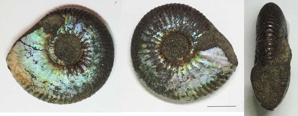 Craspedites subditus ammonite Fili Jurassic