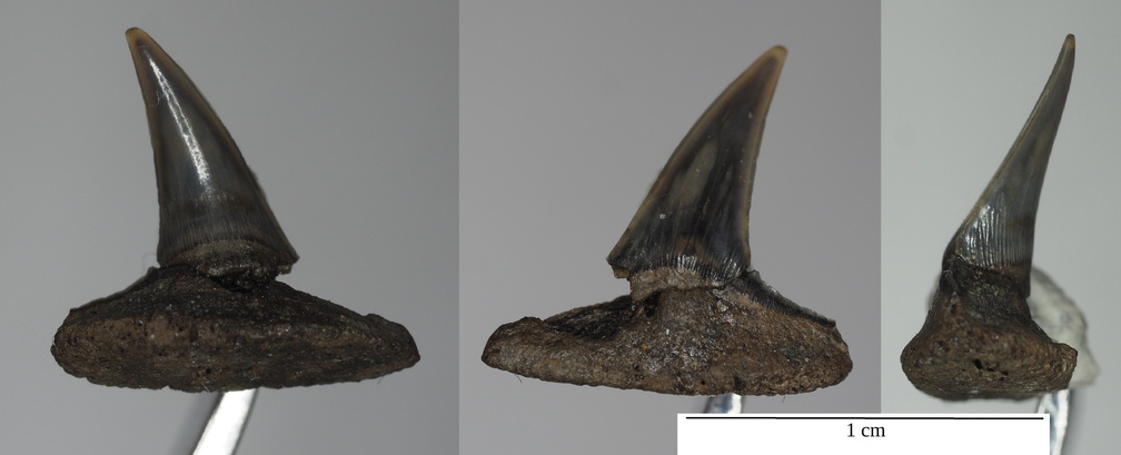 Fili Jurassic shark tooth Sphenodus stschurovskii