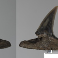 Sphenodus stschurovskii