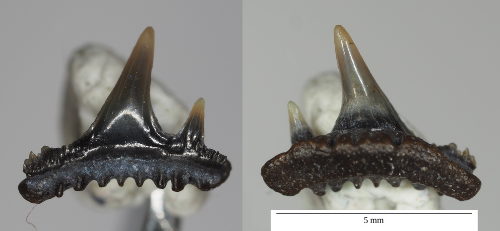 Fili Jurassic shark tooth Synechodus