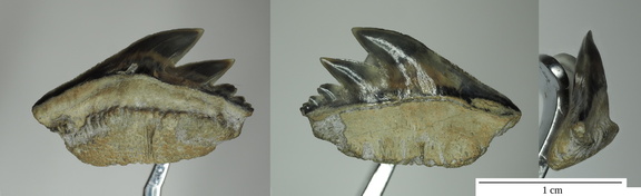 Notidanoides muensteri