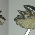 Notidanoides muensteri