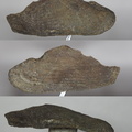 Laevaptychus sp.