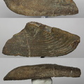 Laevaptychus sp.