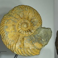 Ammonite Quenstedtoceras cf. flexicostatum