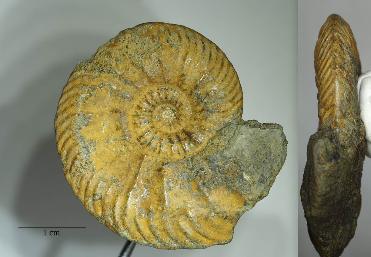Ammonite