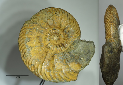 Ammonite Quenstedtoceras cf. flexicostatum