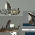 Saivodus striatus