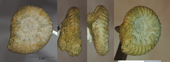 Cantabrigites aff. cantabrigense