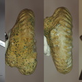 Cantabrigites aff. cantabrigense