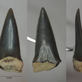 Cosmopolitodus hastalis