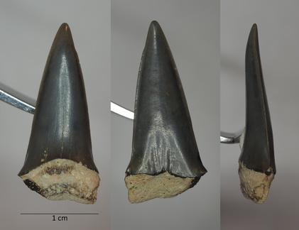 Cosmopolitodus hastalis