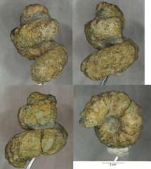 Pseudohelicoceras robertianum